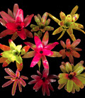 Assorted Neoregelia Bromeliad 